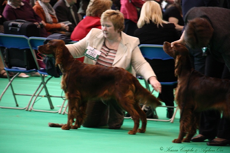 Crufts2011 115.jpg